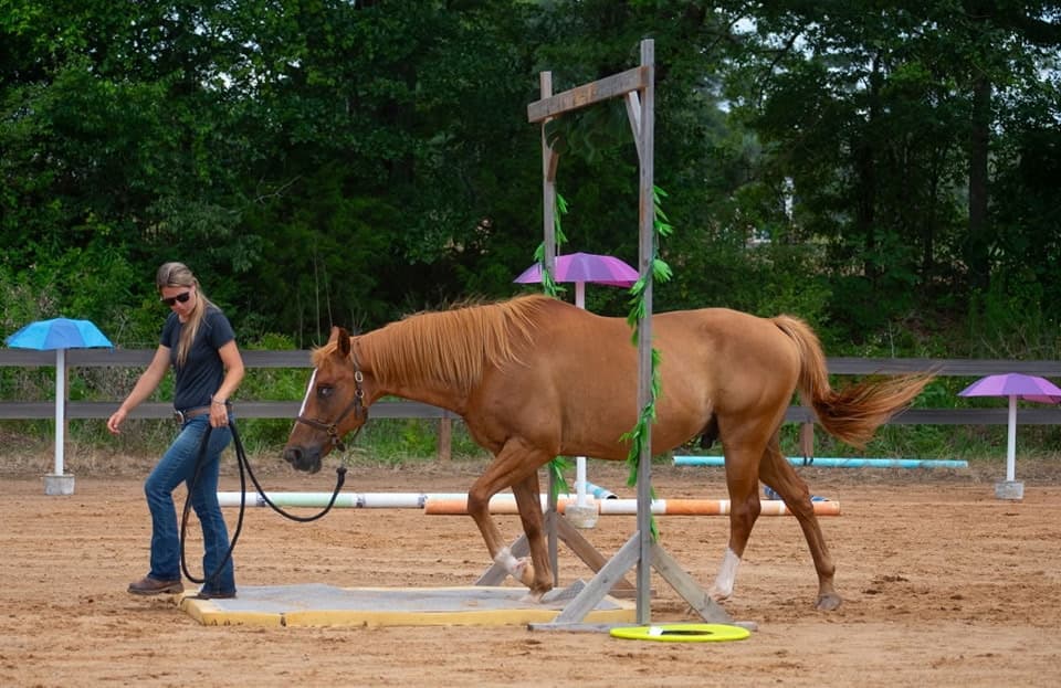 Training & Clinics - Image 2