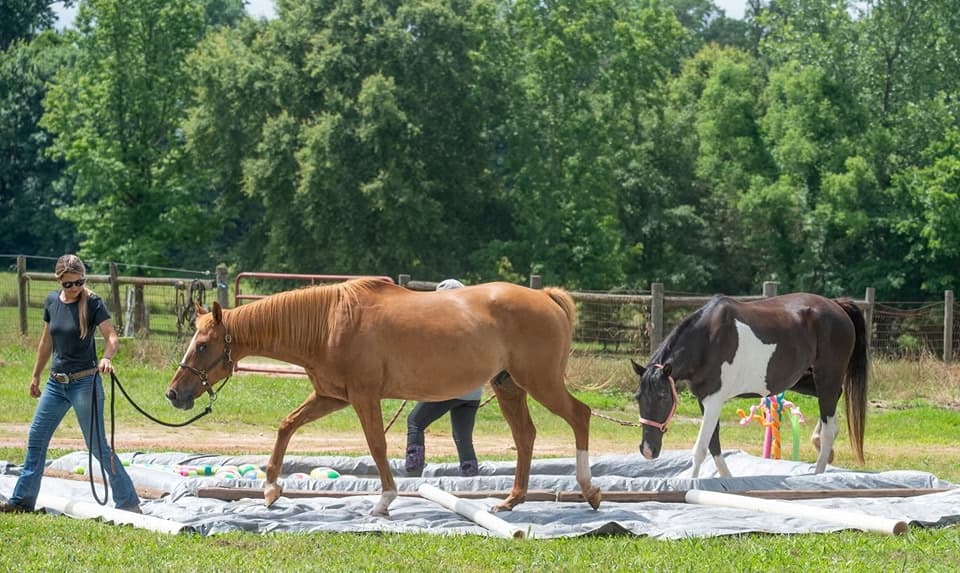 Training & Clinics - Image 1