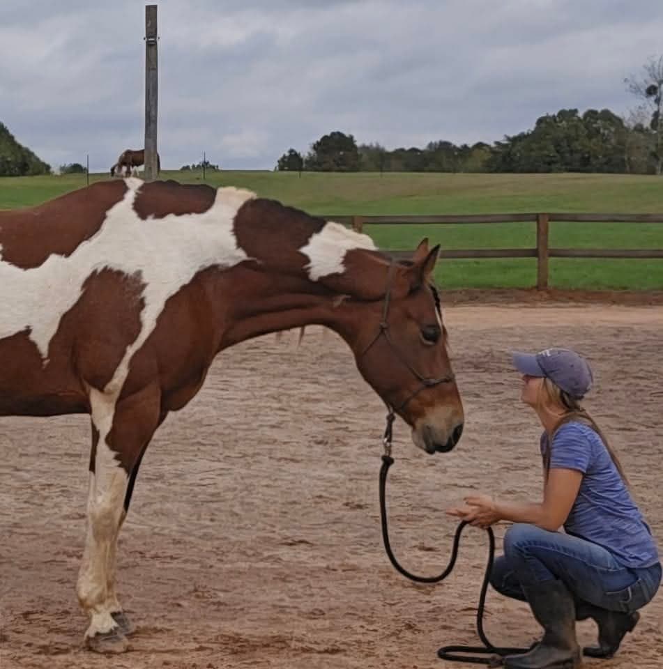 Equine Nutrition & Wellness - Image 1