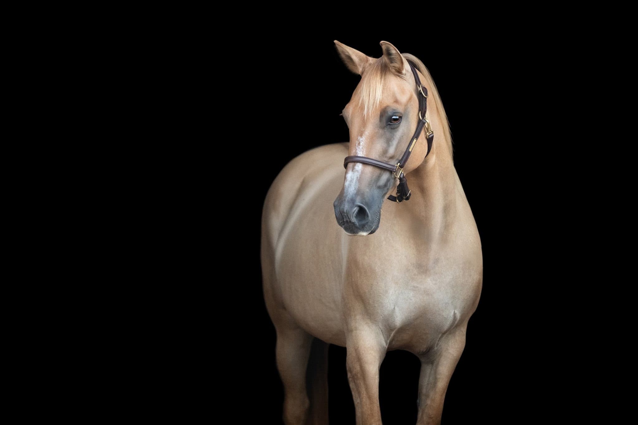 Horse Sales - Image 1